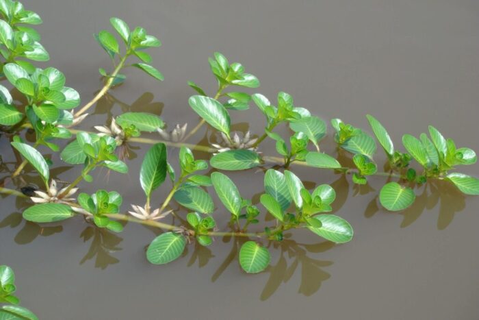 Cây Thủy long (Jussiaea repens L.) – Vị thuốc thanh nhiệt, lợi thấp, hỗ trợ điều trị viêm đường tiết niệu