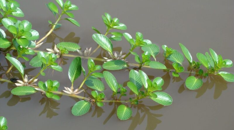 Cây Thủy long (Jussiaea repens L.) – Vị thuốc thanh nhiệt, lợi thấp, hỗ trợ điều trị viêm đường tiết niệu