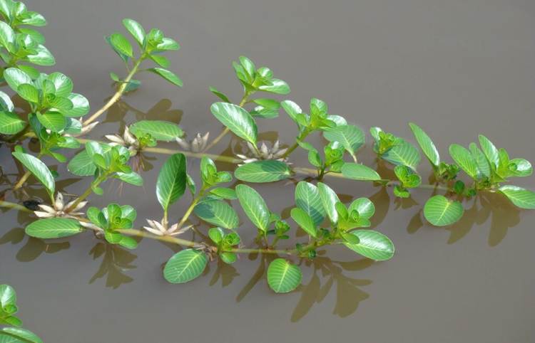 Dừa nước được ứng dụng để làm thuốc trong y học.