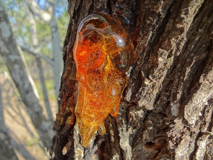 Hổ phách – Vật phẩm quý từ thiên nhiên giúp an định tinh thần và hỗ trợ sức khỏe