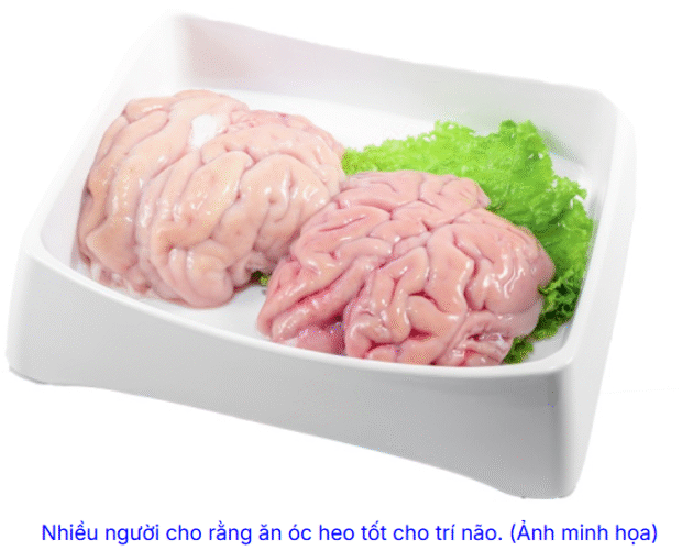 Ăn óc heo bổ não – Y học nói gì?