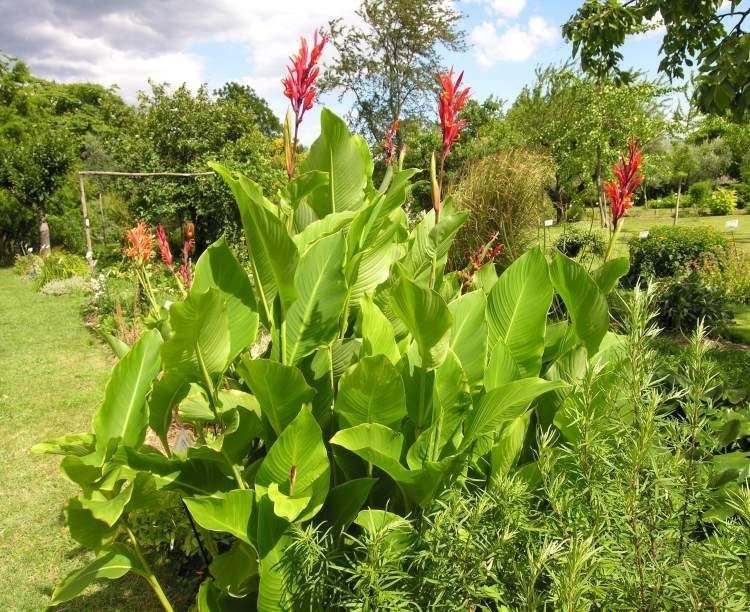 Hình ảnh cây Dong riềng đỏ