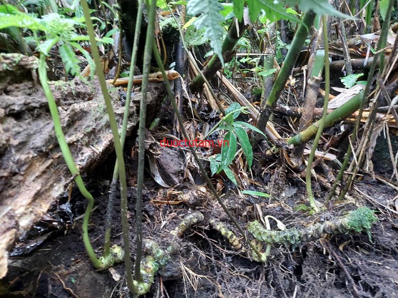 Hình ảnh cây Sâm Tam thất vũ điệp