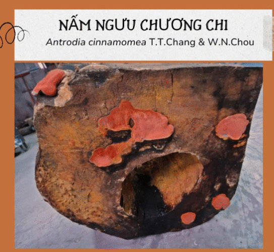 Ngưu Chương Chi (Antrodia cinnamomea) – Loài nấm dược liệu đặc hữu được mệnh danh là 