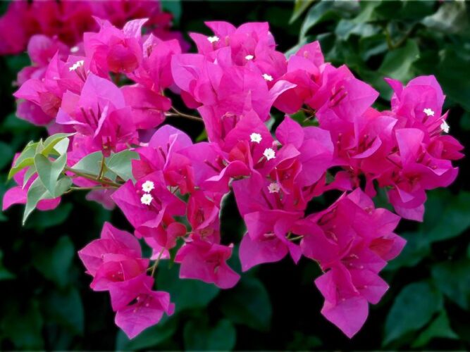 HOA GIẤY: CHẤT CHỈ THỊ pH TỰ NHIÊN THÚ VỊ - ỨNG DỤNG HÓA HỌC TRONG TẦM TAY