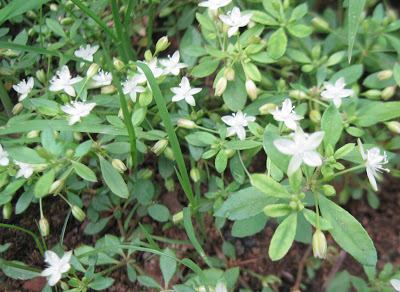 Rau đắng đất – Vị thuốc thanh nhiệt, giải độc từ thiên nhiên