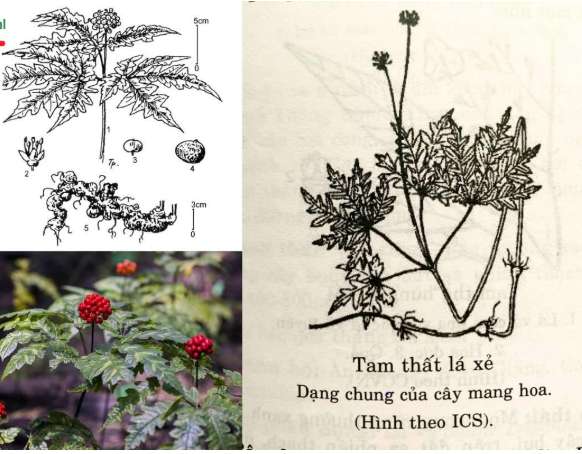 Hình ảnh các bộ phận của cây Tam thất vũ điệp