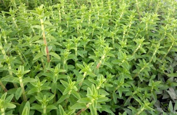 Rau ôm rất ưa mọc nơi đầm lầy, ruộng nước