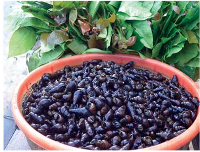 Rau ranh và Ốc đá nơi miền núi Trà My – Quảng Nam (cũ)