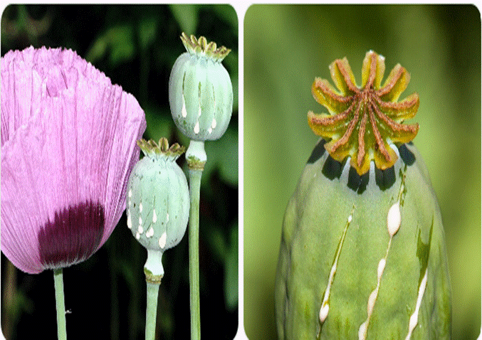 Cây thuốc phiện (Papaver somniferum) và quả chứa nhựa opium – nguồn gốc của nhiều alkaloid có giá trị dược lý, trong đó có morphine và codeine.