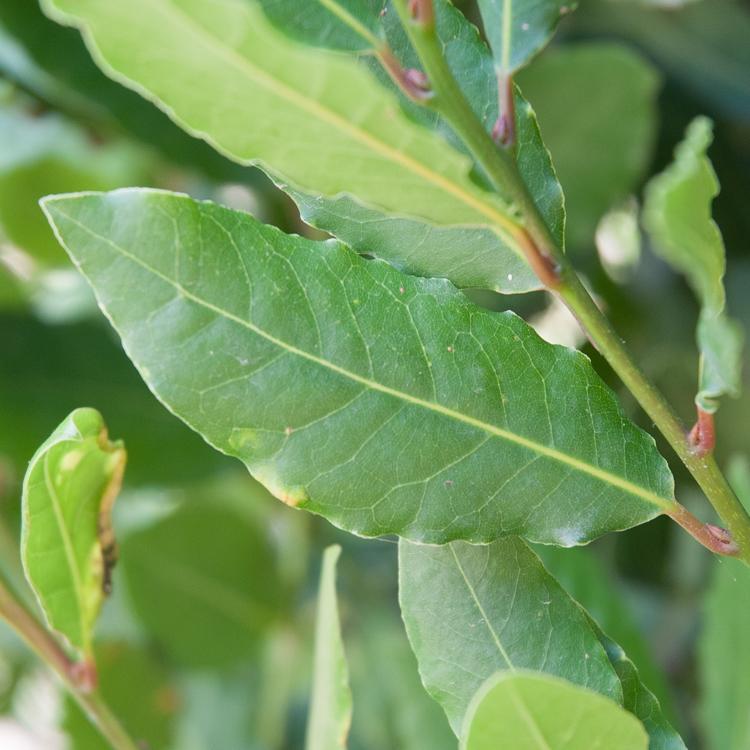 Hình ảnh: Cây nguyệt quế (Laurus nobilis)