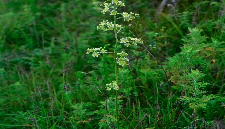 Tỏi trời (小天蒜) – Veratrum mengtzeanum: Dược liệu độc tính cao cần phân biệt với hoa bỉ ngạn và bách hợp