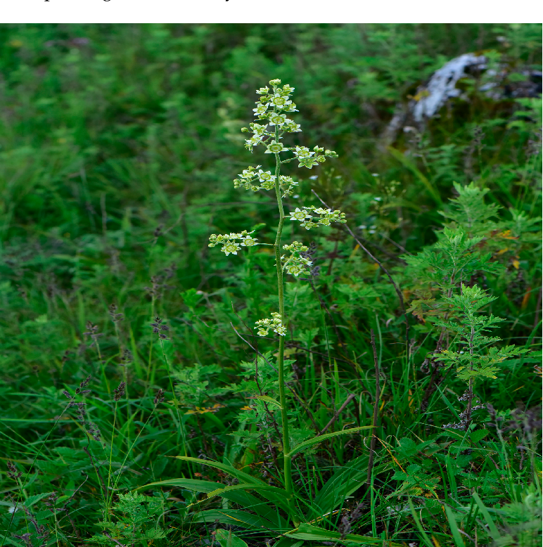 Tỏi trời (小天蒜) – Veratrum mengtzeanum: Dược liệu độc tính cao cần phân biệt với hoa bỉ ngạn và bách hợp