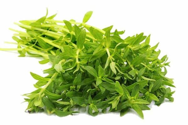 Rau ôm vừa là gia vị vừa có tác dụng chữa nhiều bệnh