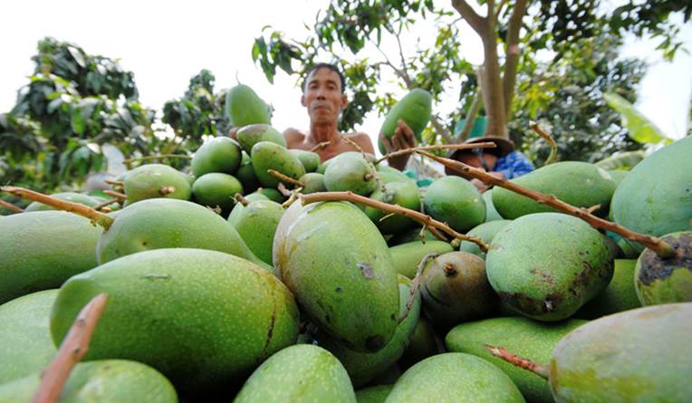 Vườn xoài miền Tây