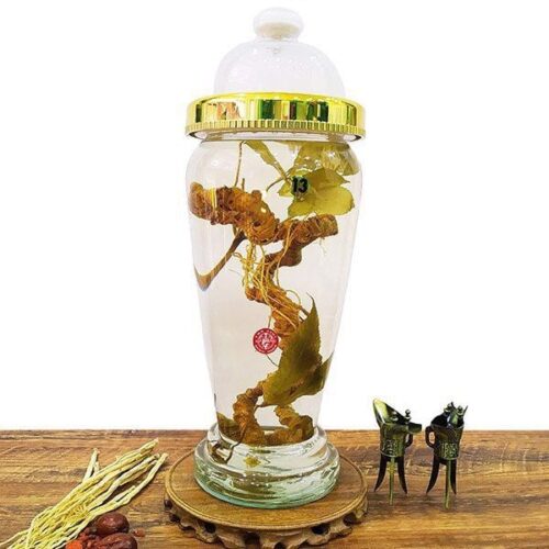 Sâm Tam thất vũ điệp – Giá trị dược lý và tiềm năng ứng dụng