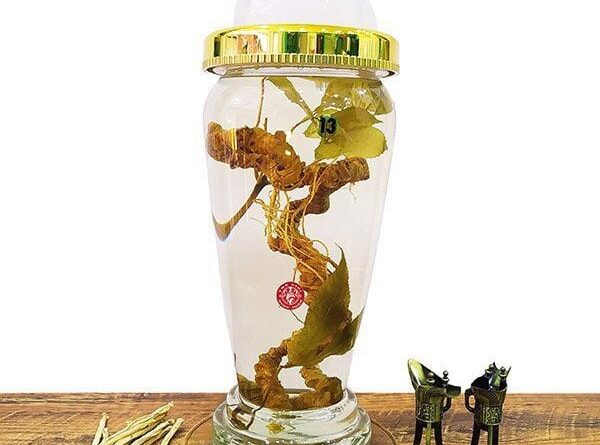 Sâm Tam thất vũ điệp – Giá trị dược lý và tiềm năng ứng dụng