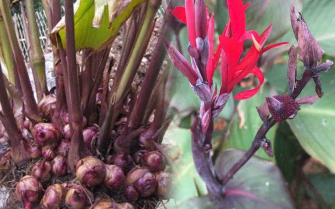 Các bộ phận: Lá, thân, rễ, củ rong diềng đỏ đều được dùng làm thuốc.