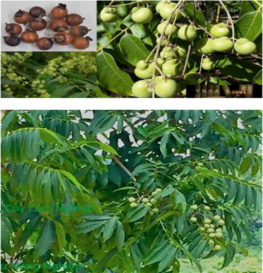 Hình  ảnh cây lá và quả của cây Bồ Hòn ( Cây thuốc cá)