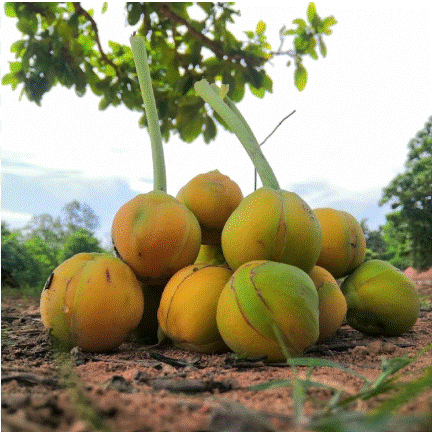 Quả Sổ bà `chín vàng