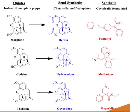 Một số opioid tiêu biểu: từ các opioid tự nhiên như morphine, codeine đến các opioid bán tổng hợp và tổng hợp như oxycodone, heroin và fentanyl.